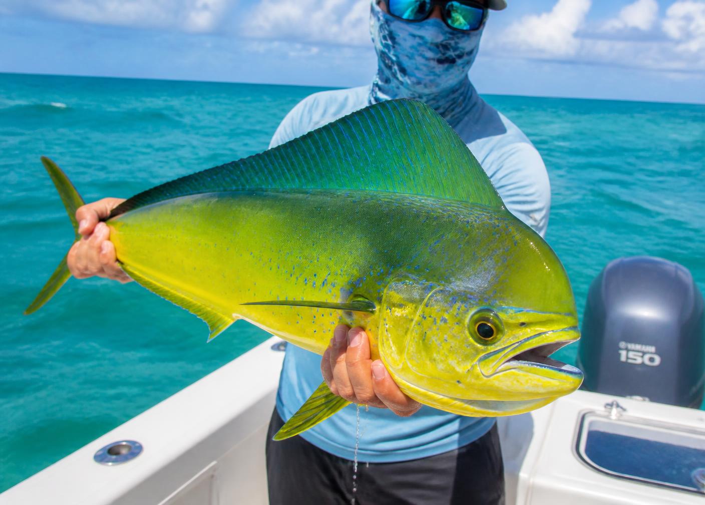 A bright mahi mahi landed on deck