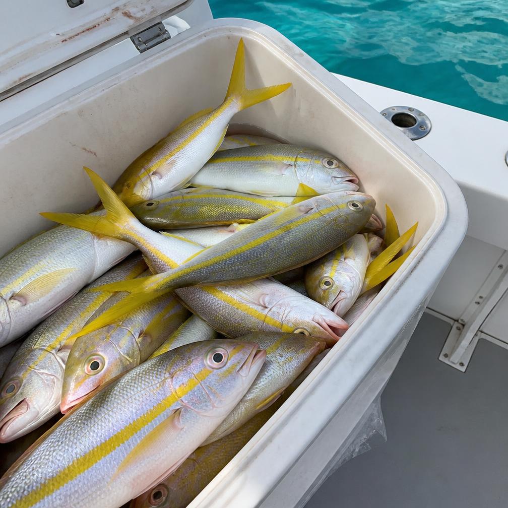 Yellowtail snapper on ice in the boat's cooler